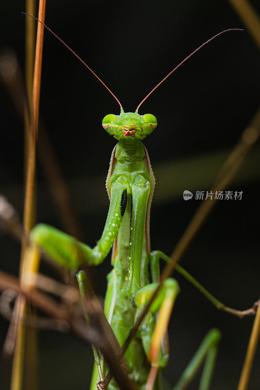 成年绿雄螳螂(Mantis religiosa)